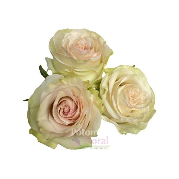 roseページ Marzipan Rose Pale Pink, 50 to 60cm open very wide - Potomac